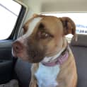 Photo of Brandy Dl1483