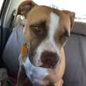 Photo of Brandy Dl1483