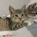 Photo of Doc *Adopt Me*