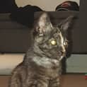 Photo of Deeanne **2nd Chance Cat Rescue**