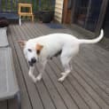 Photo of Bella