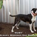 Photo of Ruby