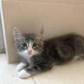 Photo of Smoochy Lou