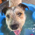 Photo of Harley