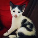 Photo of Chico