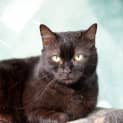 Photo of Midnight