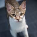 Photo of Kie