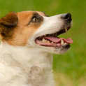 Photo of Flynn ~ Jack Russell Terrier (On Trial 14 3 2018)