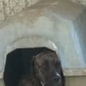 Photo of Axel
