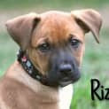 Photo of Rizzo