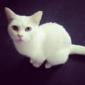 Photo of Snowy Located In South Yarra