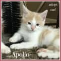 Photo of Apollo ~ Kitten (On Trial 6 4 2018)