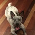 Photo of Ralph ~ Cattle Dog (On Trial 14/7/18)