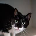 Photo of Zorro