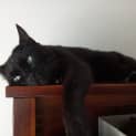 Photo of Olive