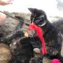 Photo of Deeanne **2nd Chance Cat Rescue**
