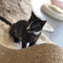 Photo of Deeanne **2nd Chance Cat Rescue**