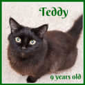 Photo of Teddy ~ 3 Legged Cat (On Trial 11 4 2018)
