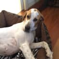 Photo of Abby