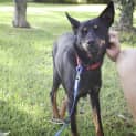 Photo of Nelson ~ 1 Year Old Kelpie X (On Trial 10 4 2018)