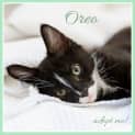 Photo of Oreo ~ Kitten (On Trial 12/7/2018)