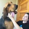 Photo of Chief Our Magnificent Young Hound