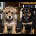 Photo of Sage ~ Maltese X Chihuahua Pup (On Trial 2/4/18)