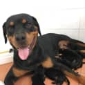 Photo of Rottie Pups