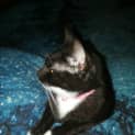 Photo of Sassy
