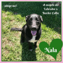Photo of Nala ~ Labrador X Border Collie (On Trial 3/4/18)