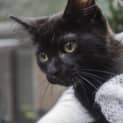 Photo of Balou Blue ~ Kitten (On Trial 26/5/2018)