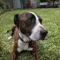 Photo of Rocky Md0025