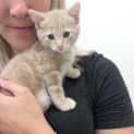 Photo of Ninja