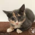 Photo of Willow
