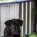 Photo of Squiggle ~ Labrador X (On Trial 6 5 2018)