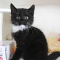 Photo of Atticus