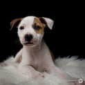 Photo of Primus ~ Staffy X Jack Russell (On Trial 5 4 18)