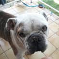 Photo of Angus
