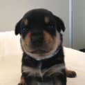 Photo of Rottie Pups