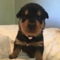 Photo of Rottie Pups