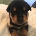 Photo of Rottie Pups