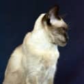 Photo of Kitty Cat
