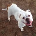 Photo of Ginger The Bulldog