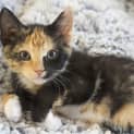 Photo of Stevie Nicks **2nd Chance Cat Rescue**