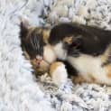 Photo of Stevie Nicks **2nd Chance Cat Rescue**