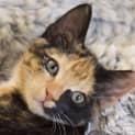 Photo of Stevie Nicks **2nd Chance Cat Rescue**