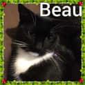 Photo of Beau