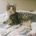 Photo of Ollie