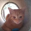 Photo of Gizmo
