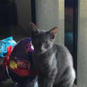Photo of Ash